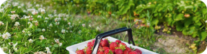 Read more about the article The Strawbery Farm