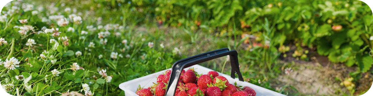 You are currently viewing The Strawbery Farm